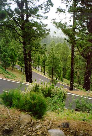 Pines of La Palma